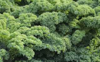 Кудрявая капуста кале — польза и вред, сорта и виды, что приготовить из кейл