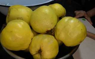 Варенье из айвы — 10 самых вкусных рецептов на зиму в домашних условиях