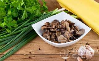 Гриб тополевая рядовка: где растет, как готовить, рецепты на зиму