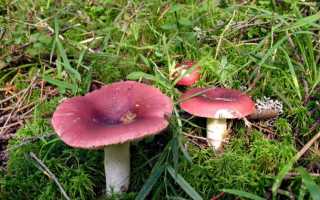 Как выглядит гриб Белянка (волнушка белая) и где произрастает