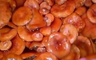 Рыжики в томатном соусе на зиму: как приготовить, рецепты