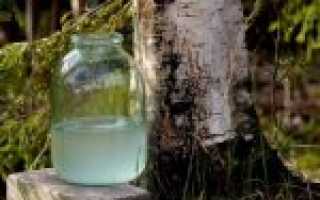 13 лучших рецептов напитков из березового сока на зиму