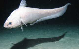 Макрурус польза и вред — как приготовить, описание рыбы и применение в рационе питания (130 фото + видео)