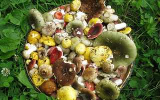 Как правильно, быстро и вкусно засолить сыроежки в домашних условиях