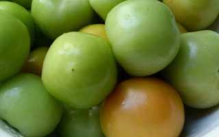 Засолка зеленых помидоров в ведре холодным способом