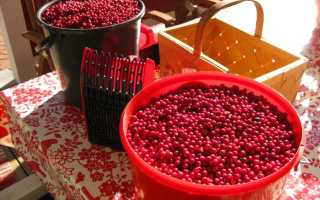 8 лучших рецептов приготовления брусники в сиропе на зиму без варки