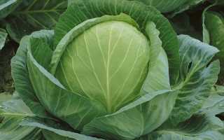 Какие сорта капусты лучшие для засолки, квашения и хранения на зиму
