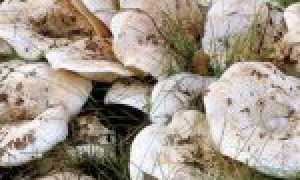 Засолка груздей горячим способом на зиму в банках — чтобы были хрустящими и ароматными