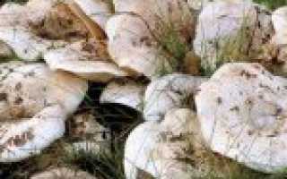 Засолка груздей горячим способом на зиму в банках — чтобы были хрустящими и ароматными